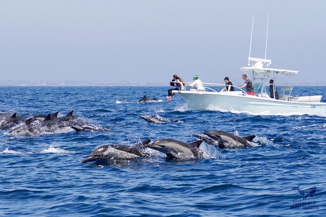 Supreme 2hr Whale/Dolphin Watching Newport Beach, 6 person max - Building an evening around Balboa Island