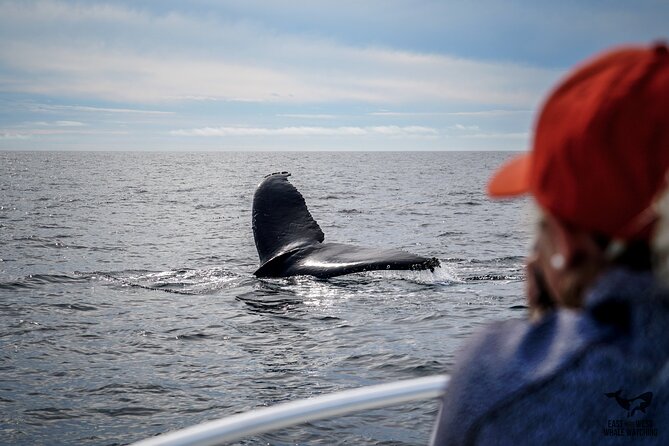 Supreme 2hr Whale/Dolphin Watching Newport Beach, 6 person max - Who will enjoy this outing most
