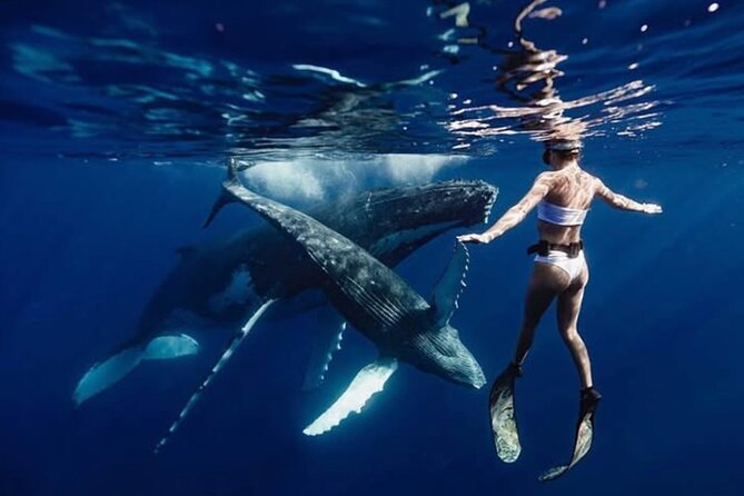 Swim in Moorea with Humpback Whales and More - Key points to know before you book