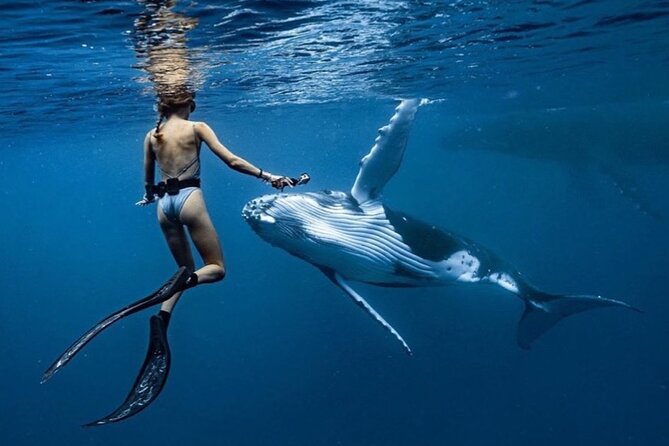 Swim in Moorea with Humpback Whales and More - Moorea’s short humpback season