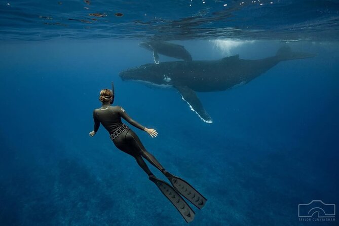 Swim in Moorea with Humpback Whales and More - Meeting the humpback whales responsibly