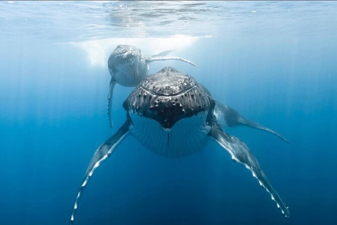 Swim in Moorea with Humpback Whales and More - Beyond humpbacks: dolphins and pelagic sharks