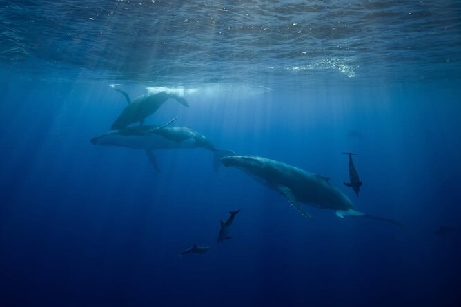 Swim in Moorea with Humpback Whales and More - Robert, Mareva, and the human side of the trip