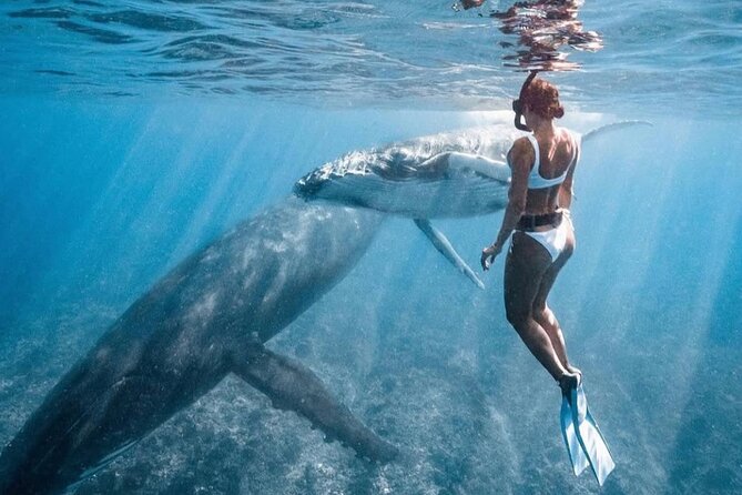 Swim in Moorea with Humpback Whales and More - Fitness, age, and what to pack
