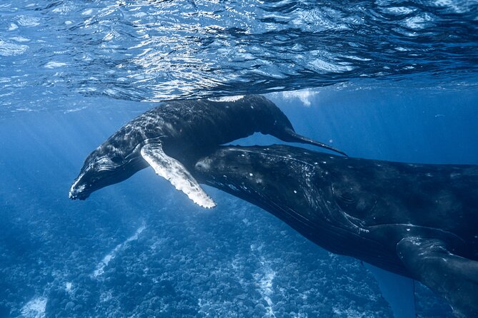 Swim in Moorea with Humpback Whales and More - The four-hour outing from pickup to open water