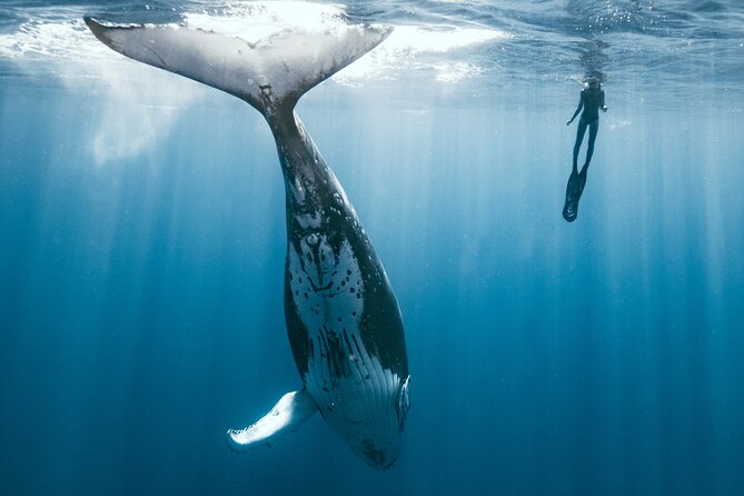 Swim with humpback whales - Moorea’s whale season and the morning start