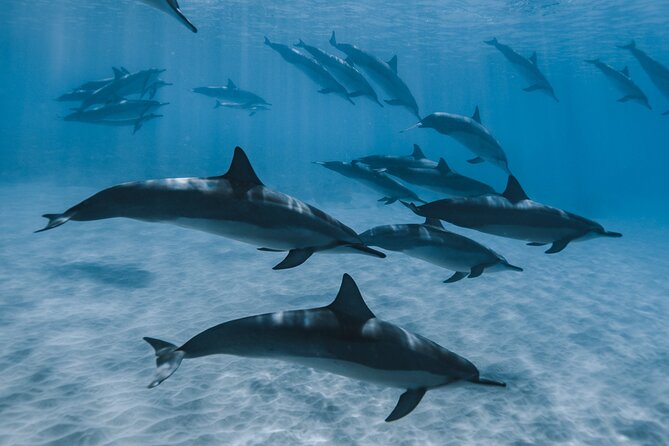 Swim with humpback whales - The calmer lagoon stop with rays and black-tip sharks