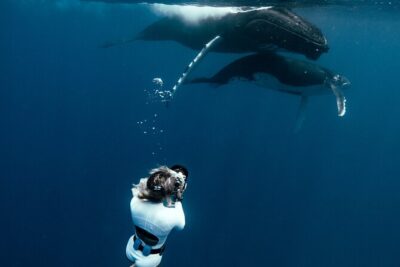 Swim with humpback whales