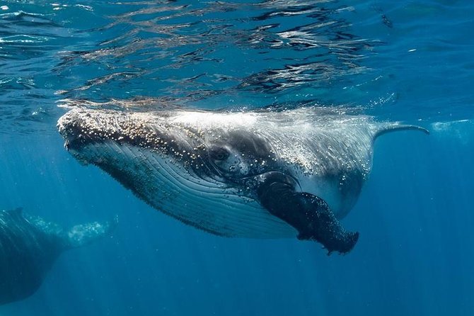 Swim with Humpback Whales - Ningaloo Reef - 3 Islands Whale Shark Dive - Why Ningaloo is such a special place for whale encounters