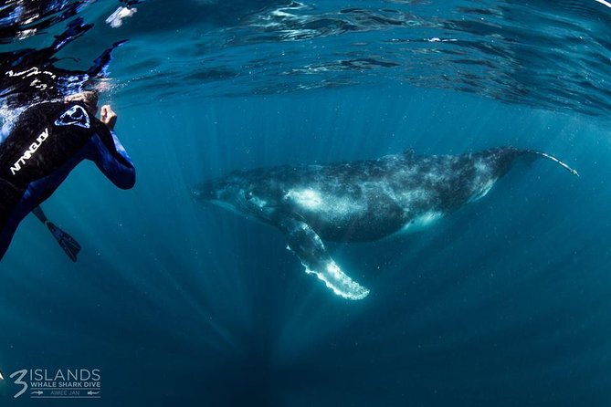 Swim with Humpback Whales - Ningaloo Reef - 3 Islands Whale Shark Dive - Morning snorkeling on Ningaloo Reef