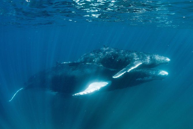 Swim with Humpback Whales - Ningaloo Reef - 3 Islands Whale Shark Dive - How the spotter plane changes the whale search