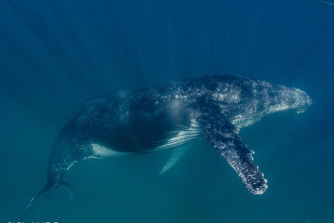 Swim with Humpback Whales - Ningaloo Reef - 3 Islands Whale Shark Dive - Meals, drinks, and the value of the $430.35 price
