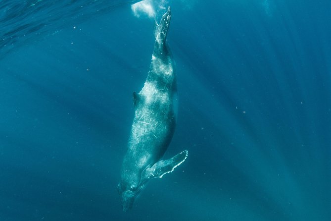 Swim with Humpback Whales - Ningaloo Reef - 3 Islands Whale Shark Dive - Comfort, weather, and the practical weak spots