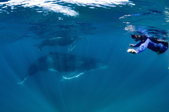 Swim with Humpback Whales - Ningaloo Reef - 3 Islands Whale Shark Dive - Who should book this Ningaloo whale trip