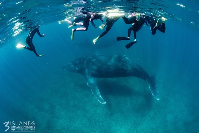 Swim with Humpback Whales - Ningaloo Reef - 3 Islands Whale Shark Dive - Leaving Exmouth for an eight-hour day