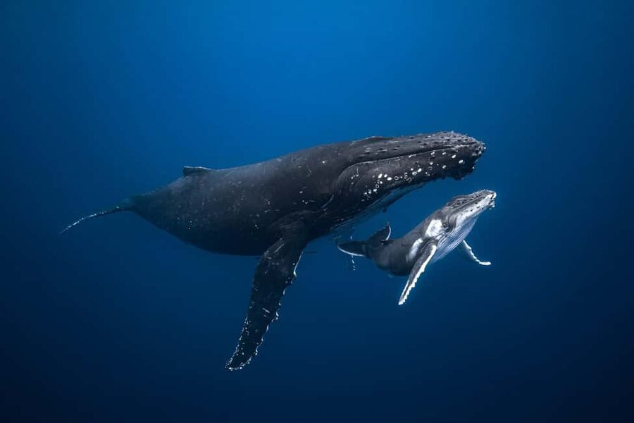 Swim with Humpback Whales: Sunshine Coast - Four hours built around patience