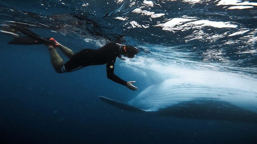 Swim with Humpback Whales: Sunshine Coast - Is $184 good value?