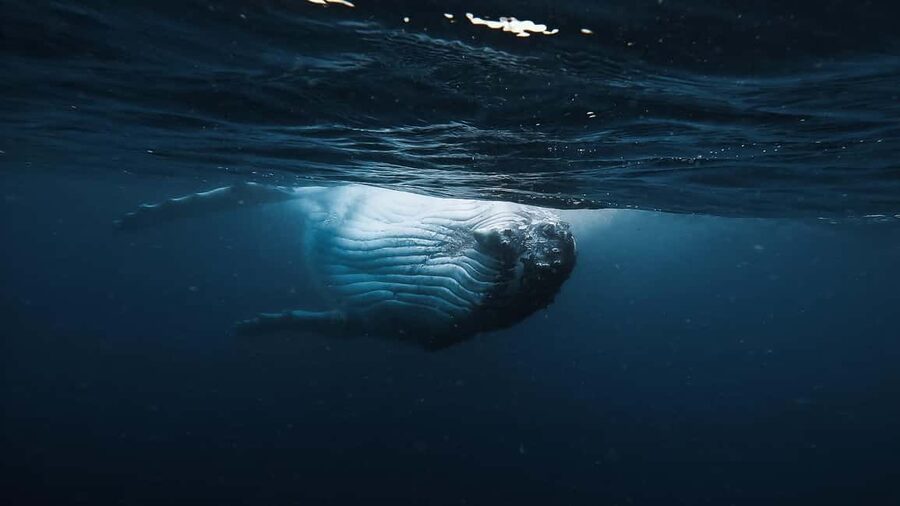 Swim with Humpback Whales: Sunshine Coast - Practical details that can make the day better