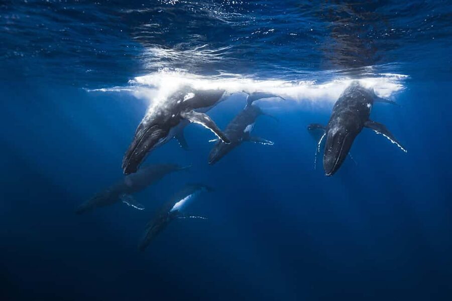 Swim with Humpback Whales: Sunshine Coast - What happens when you enter the water