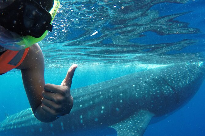 Swim with the Whale Shark on Holbox Island - Key points to know before booking