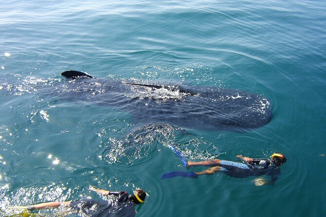 Swim with the Whale Shark on Holbox Island - Why the whale shark encounter is worth the boat ride