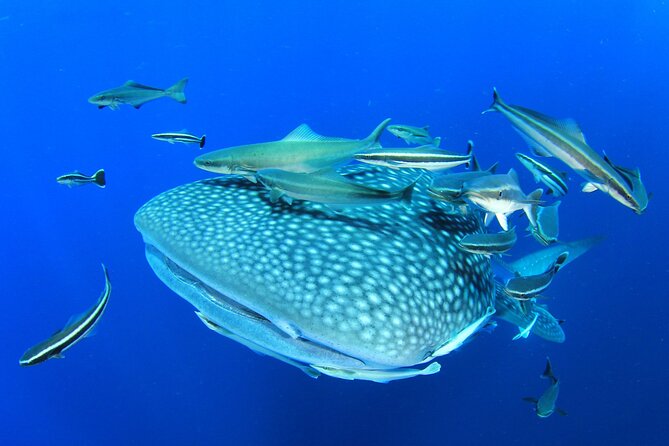 Swim with Whale Shark from Isla Mujeres and Cancun - Leaving the office with coffee and bread