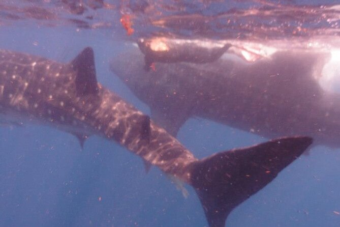 Swim with Whale Shark from Isla Mujeres and Cancun - What the whale shark swim is really like