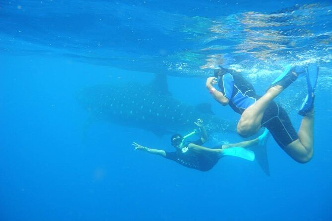 Swim with Whale Shark from Isla Mujeres and Cancun - Manta rays, dolphins, and other possible surprises