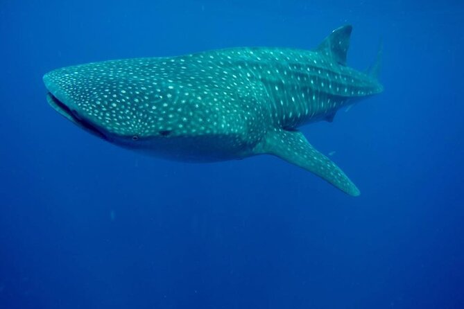 Swim with Whale Shark from Isla Mujeres and Cancun - Snorkeling near a coral reef