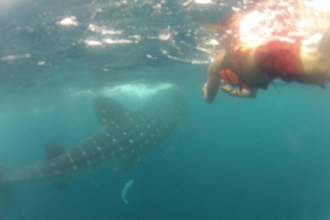 Swim with Whale Shark from Isla Mujeres and Cancun - Ceviche at North Beach