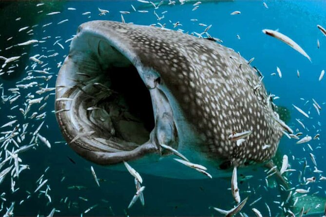 Swim with Whale Shark from Isla Mujeres and Cancun - Is $161.30 a fair price?