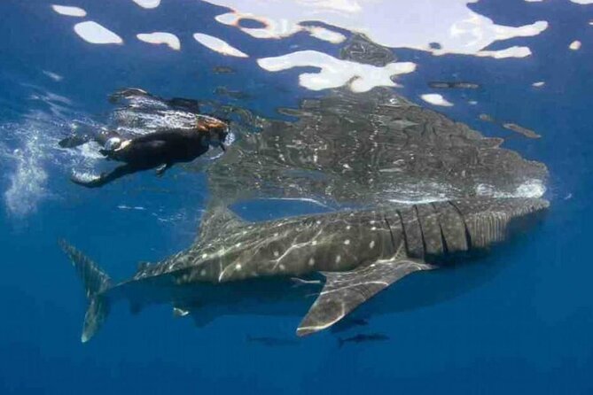 Swim with Whale Shark from Isla Mujeres and Cancun - The 45-minute ride to the whale sharks