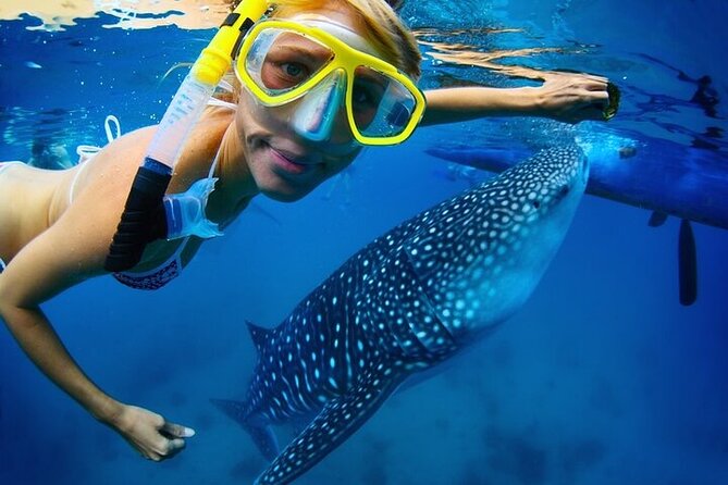 Swim with Whale Shark from La Paz - Key points to know before booking