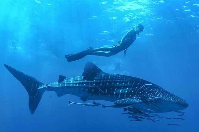 Swim with Whale Shark from La Paz - Why this La Paz whale shark trip is worth considering