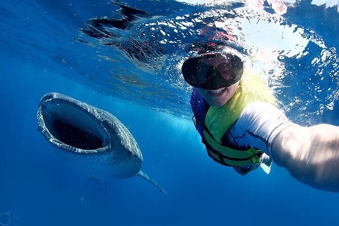 Swim with Whale Shark from La Paz - What is included on the boat