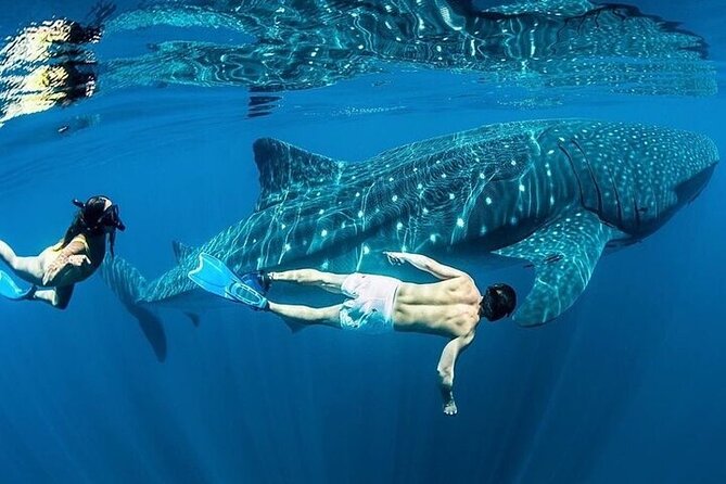 Swim with Whale Shark from La Paz - What happened with Spirit Island