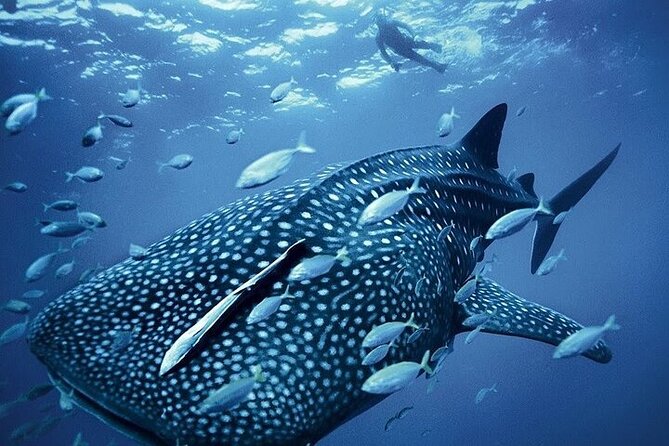 Swim with Whale Shark from La Paz - Weather, port rules, and changing departure times