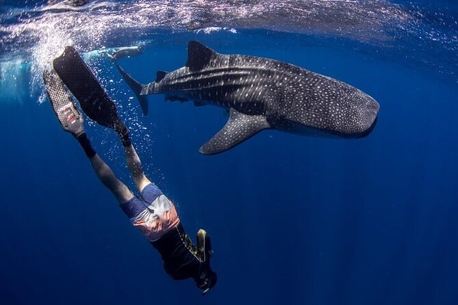Swim with Whale Shark from La Paz - When to go, from October 20 onward