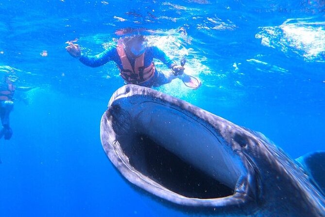 Swim with Whale Shark from La Paz - Who will enjoy this experience most