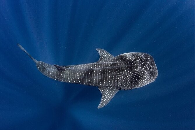 Swim with Whale Shark from La Paz - Leaving Paseo Álvaro Obregón at noon
