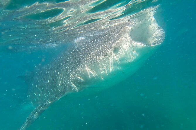 Swim with Whale Sharks #1 MUST DO IN LA PAZ - Key points to know before booking