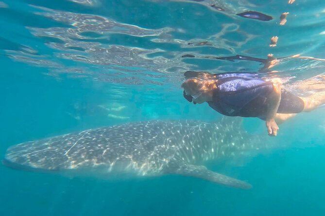 Swim with Whale Sharks #1 MUST DO IN LA PAZ - Why La Paz is a special place for whale sharks