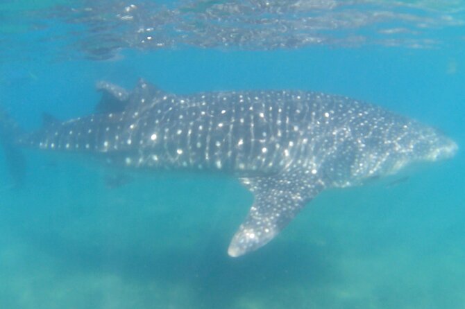 Swim with Whale Sharks #1 MUST DO IN LA PAZ - What the five-swimmer rule means for your time