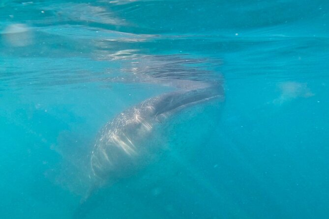 Swim with Whale Sharks #1 MUST DO IN LA PAZ - What the price of $131.67 includes