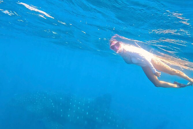 Swim with Whale Sharks #1 MUST DO IN LA PAZ - Group size, timing, and cruise ship warnings