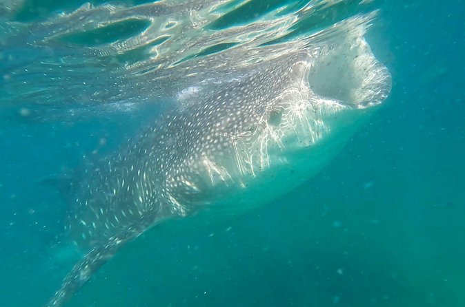 Swim with Whale Sharks #1 MUST DO IN LA PAZ - Weather, cancellations, and physical demands