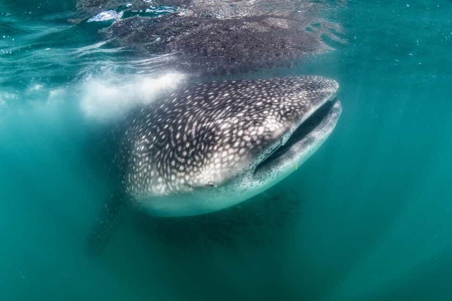 Swim with Whale Sharks in La Paz - Meeting at the Fiscal Dock beside La Perla