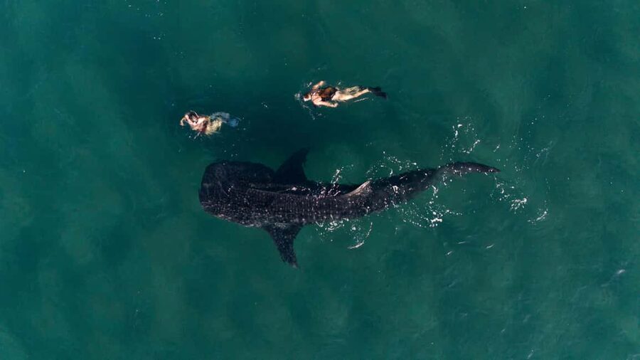 Swim with Whale Sharks in La Paz - Why El Mogote is the right place to meet whale sharks