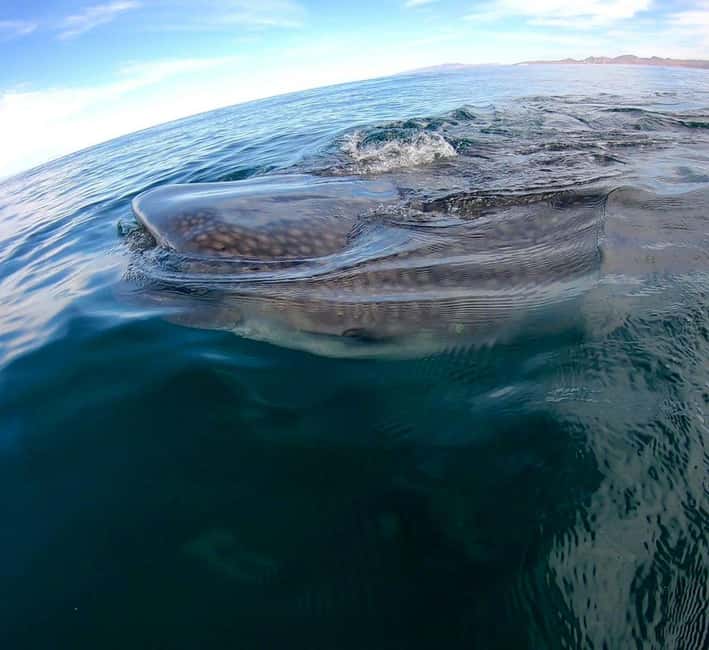 Swim with Whale Sharks in La Paz - Is $120 a fair price?