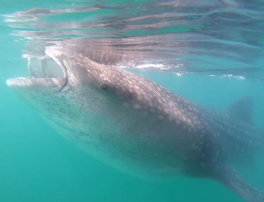 Swim with Whale Sharks in La Paz - How the three-hour experience unfolds